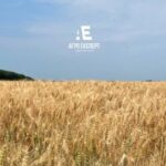 Група компаній «Агро Експерт»: сучасні рішення для аграрного бізнесу