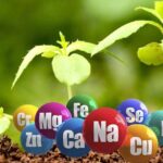 Невидимі помічники городу: роль мікроелементів у житті рослин