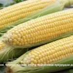 Миття, різання, бланшування: етапи підготовки кукурудзи до виробництва